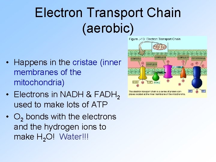 Electron Transport Chain (aerobic) • Happens in the cristae (inner membranes of the mitochondria)