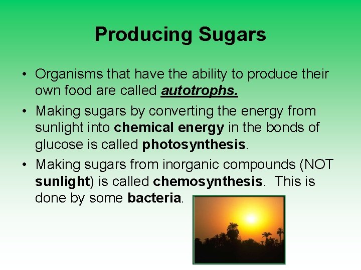 Producing Sugars • Organisms that have the ability to produce their own food are