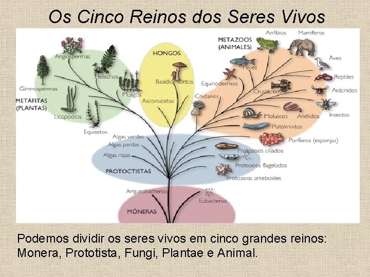 Os Cinco Reinos dos Seres Vivos Podemos dividir os seres vivos em cinco grandes