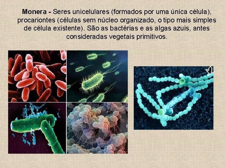 Monera - Seres unicelulares (formados por uma única célula), procariontes (células sem núcleo organizado,