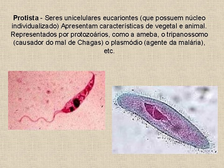 Protista - Seres unicelulares eucariontes (que possuem núcleo individualizado) Apresentam características de vegetal e