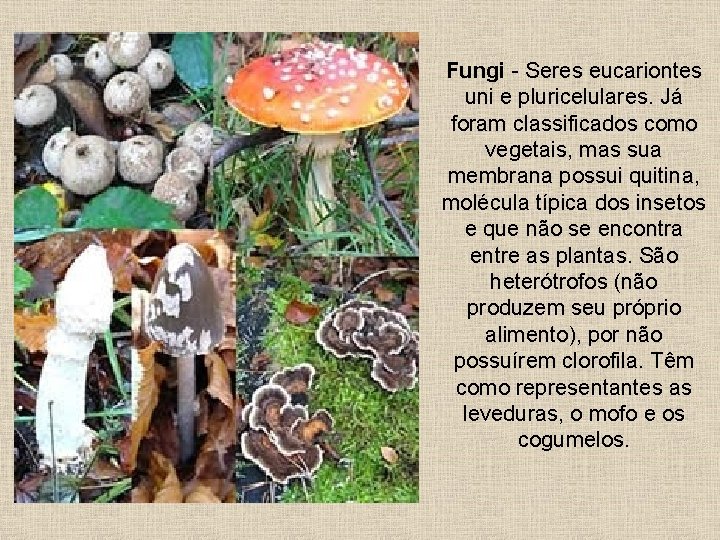 Fungi - Seres eucariontes uni e pluricelulares. Já foram classificados como vegetais, mas sua