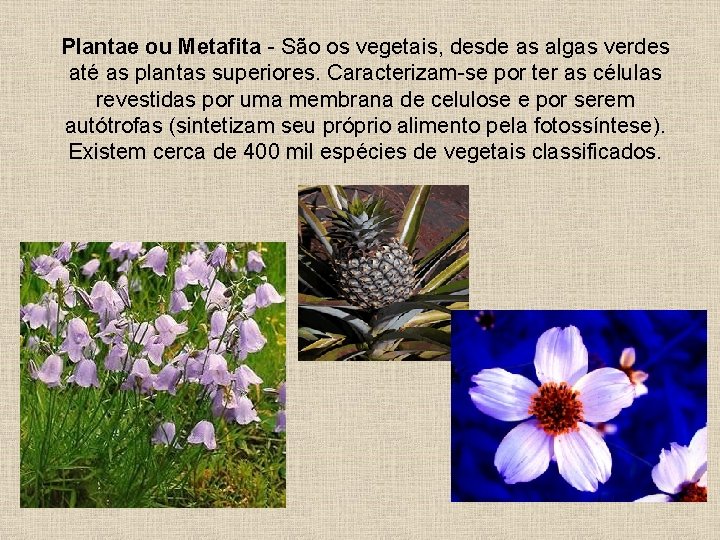 Plantae ou Metafita - São os vegetais, desde as algas verdes até as plantas