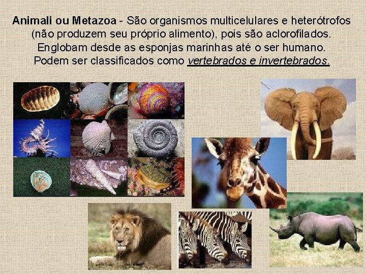 Animali ou Metazoa - São organismos multicelulares e heterótrofos (não produzem seu próprio alimento),