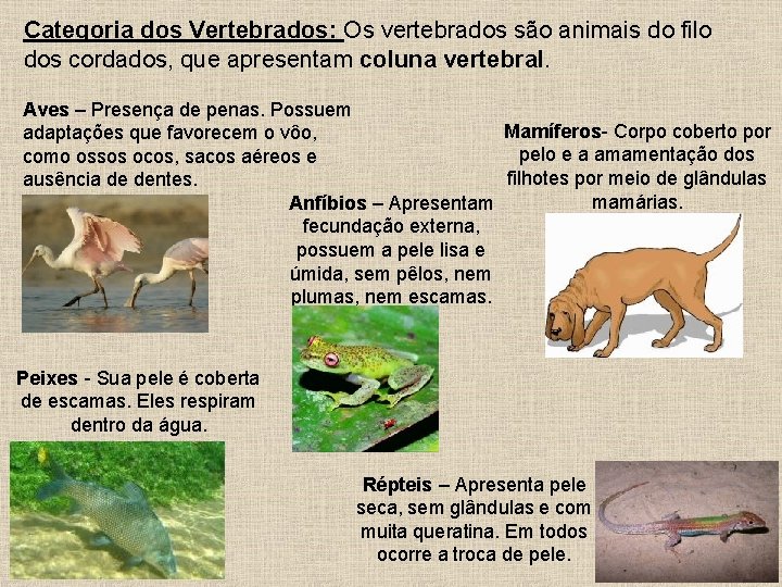 Categoria dos Vertebrados: Os vertebrados são animais do filo dos cordados, que apresentam coluna