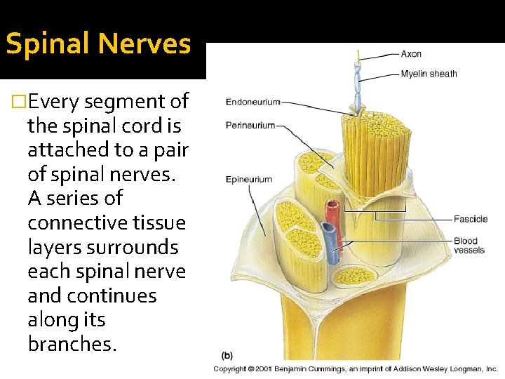 Spinal Nerves �Every segment of the spinal cord is attached to a pair of