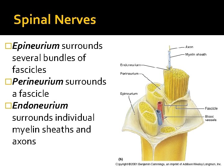 Spinal Nerves �Epineurium surrounds several bundles of fascicles �Perineurium surrounds a fascicle �Endoneurium surrounds