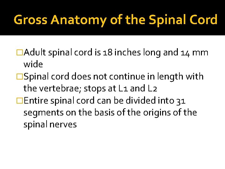 Gross Anatomy of the Spinal Cord �Adult spinal cord is 18 inches long and