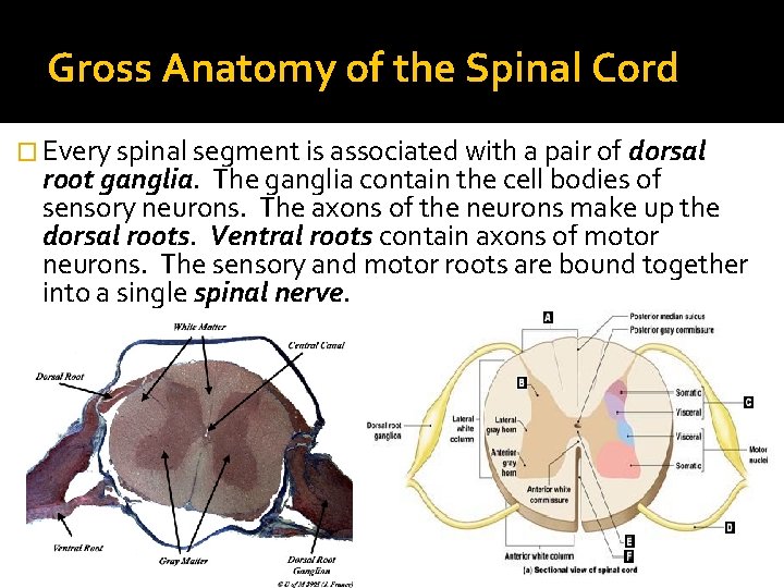 Gross Anatomy of the Spinal Cord � Every spinal segment is associated with a