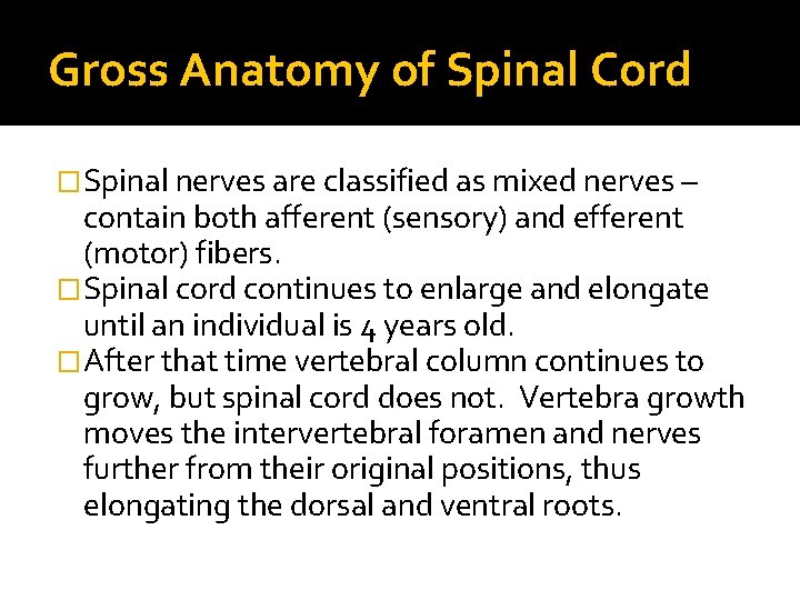 Gross Anatomy of Spinal Cord �Spinal nerves are classified as mixed nerves – contain