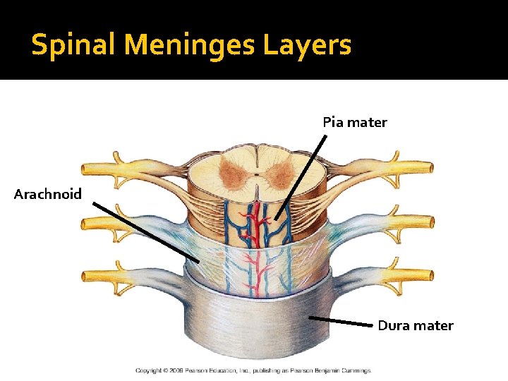 Spinal Meninges Layers Pia mater Arachnoid Dura mater 