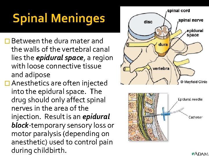 Spinal Meninges � Between the dura mater and the walls of the vertebral canal