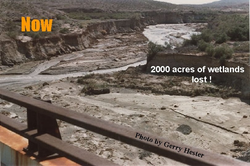 Now 2000 acres of wetlands lost ! Phot o by Gerr y He ster