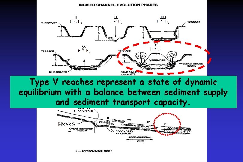< Type V reaches represent a state of dynamic equilibrium with a balance between