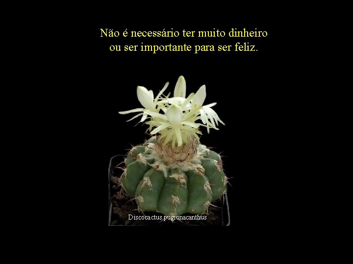 Não é necessário ter muito dinheiro ou ser importante para ser feliz. Discocactus pugionacanthus