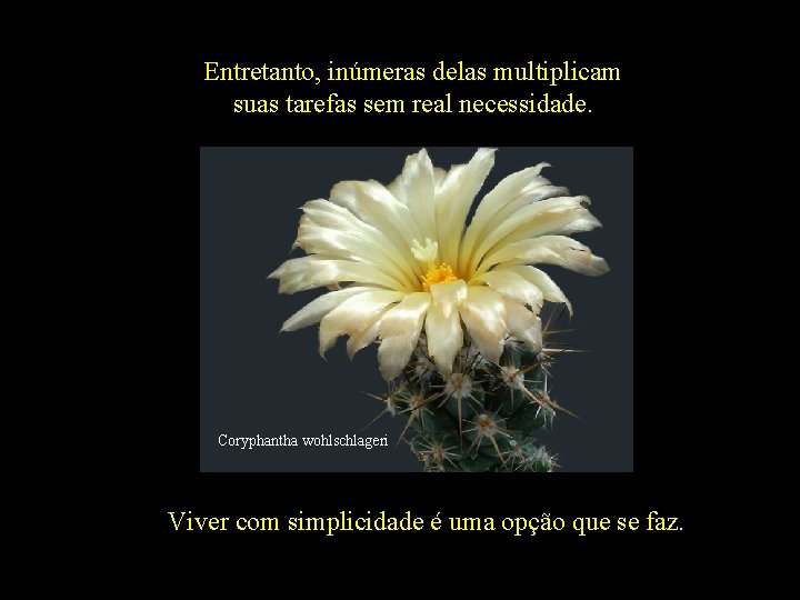 Entretanto, inúmeras delas multiplicam suas tarefas sem real necessidade. Coryphantha wohlschlageri Viver com simplicidade