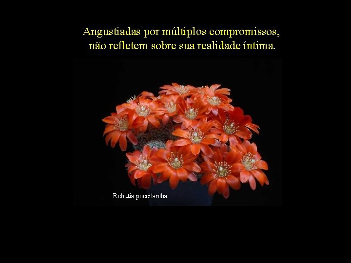 Angustiadas por múltiplos compromissos, não refletem sobre sua realidade íntima. Rebutia poecilantha 