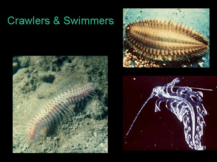 Crawlers & Swimmers 