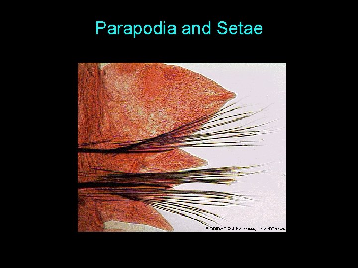 Parapodia and Setae 