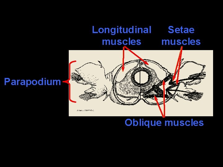 Longitudinal muscles Setae muscles Parapodium Oblique muscles 