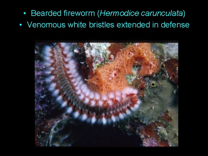  • Bearded fireworm (Hermodice carunculata) • Venomous white bristles extended in defense 