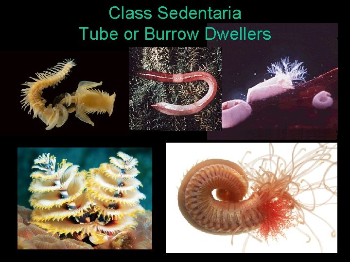 Class Sedentaria Tube or Burrow Dwellers 