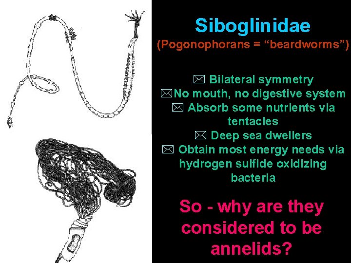 Siboglinidae (Pogonophorans = “beardworms”) * Bilateral symmetry *No mouth, no digestive system * Absorb