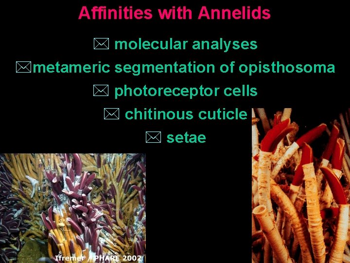 Affinities with Annelids * molecular analyses *metameric segmentation of opisthosoma * photoreceptor cells *