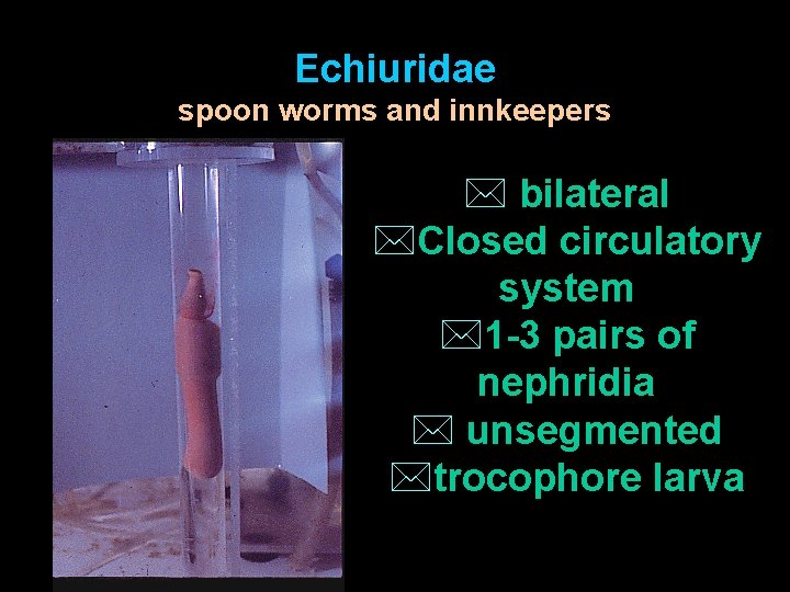 Echiuridae spoon worms and innkeepers * bilateral *Closed circulatory system *1 -3 pairs of