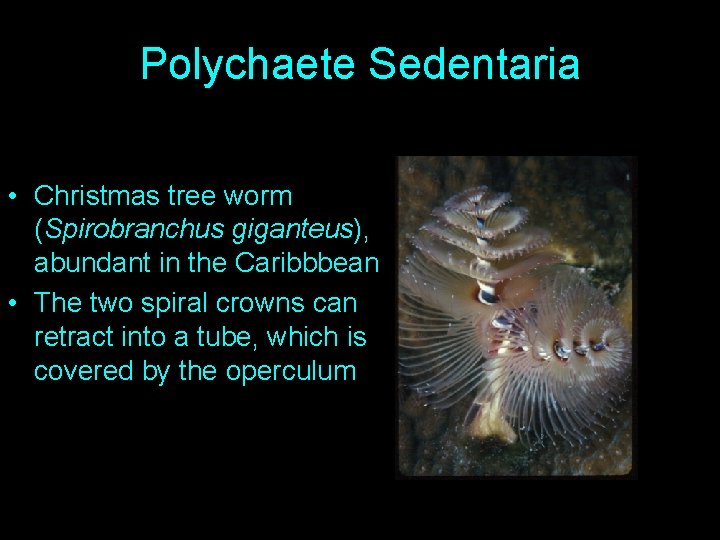 Polychaete Sedentaria • Christmas tree worm (Spirobranchus giganteus), abundant in the Caribbbean • The