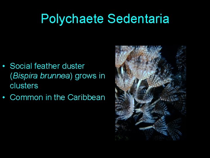 Polychaete Sedentaria • Social feather duster (Bispira brunnea) grows in clusters • Common in