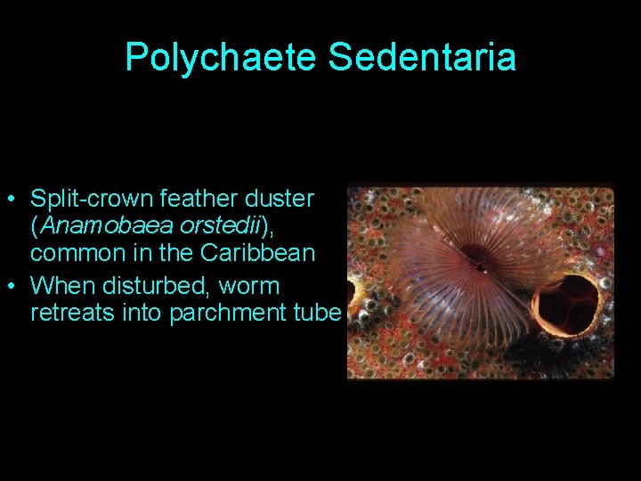 Polychaete Sedentaria • Split-crown feather duster (Anamobaea orstedii), common in the Caribbean • When