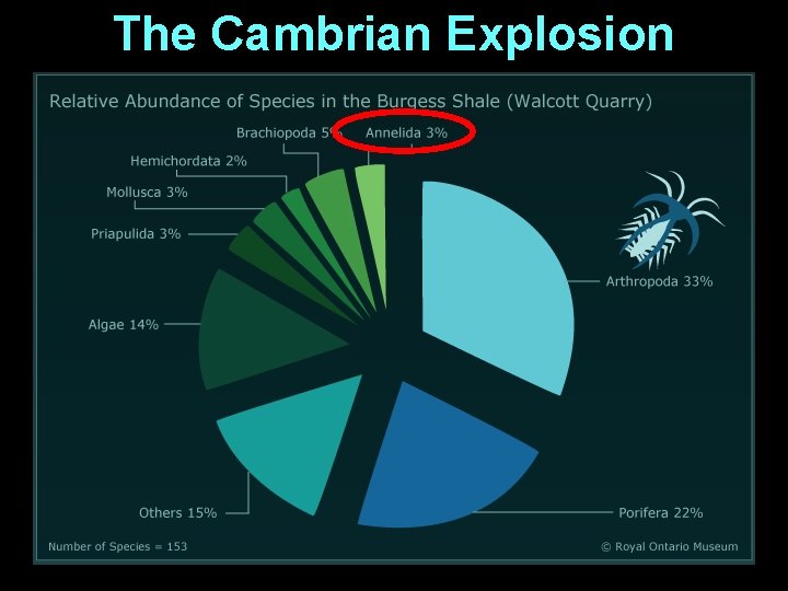 The Cambrian Explosion 