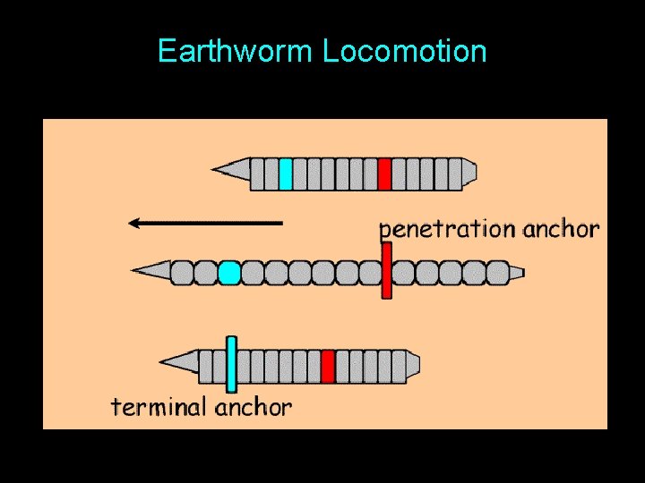 Earthworm Locomotion 