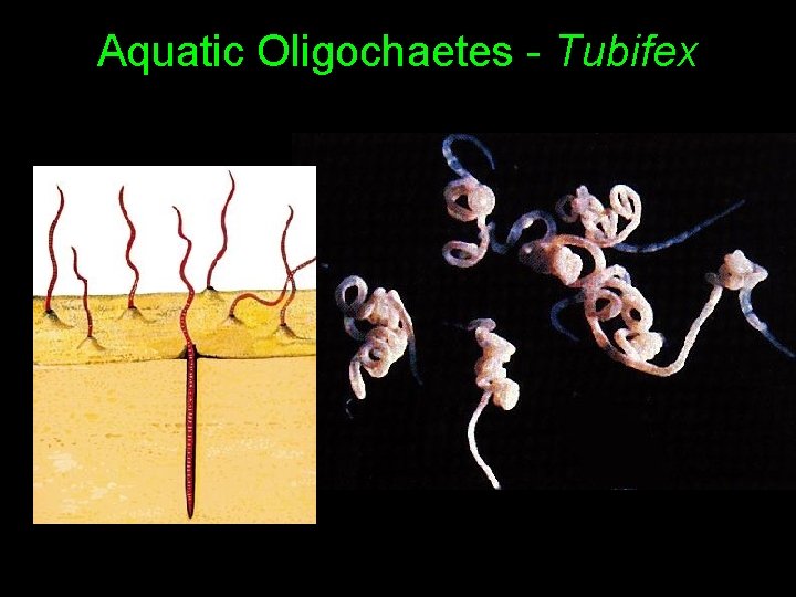 Aquatic Oligochaetes - Tubifex 