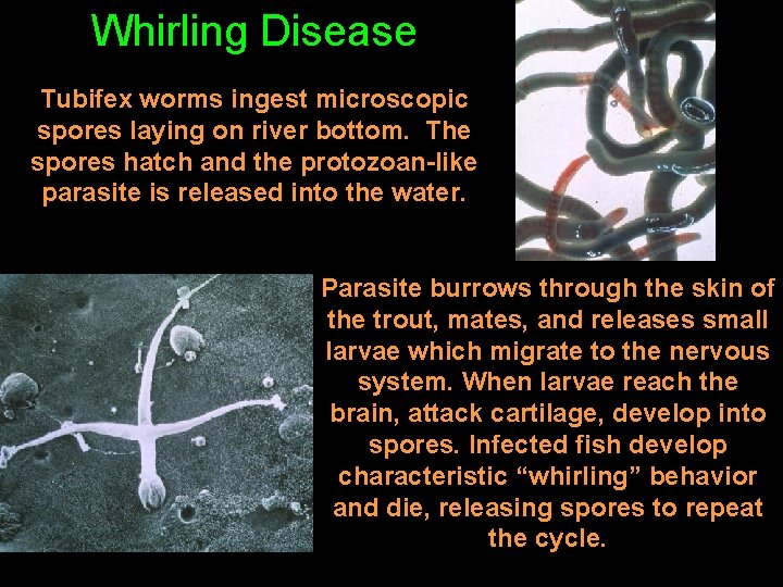 Whirling Disease Tubifex worms ingest microscopic spores laying on river bottom. The spores hatch