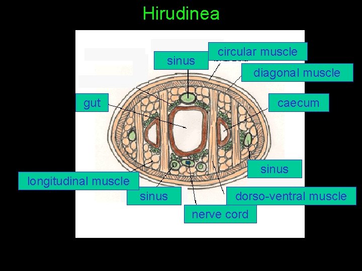 Hirudinea sinus gut circular muscle diagonal muscle caecum sinus longitudinal muscle sinus dorso-ventral muscle