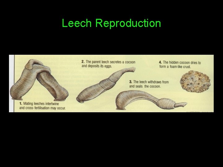 Leech Reproduction 