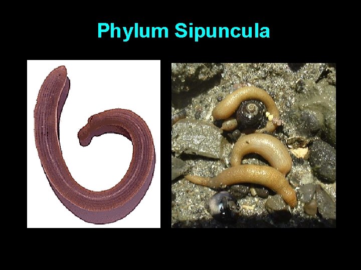 Phylum Sipuncula 