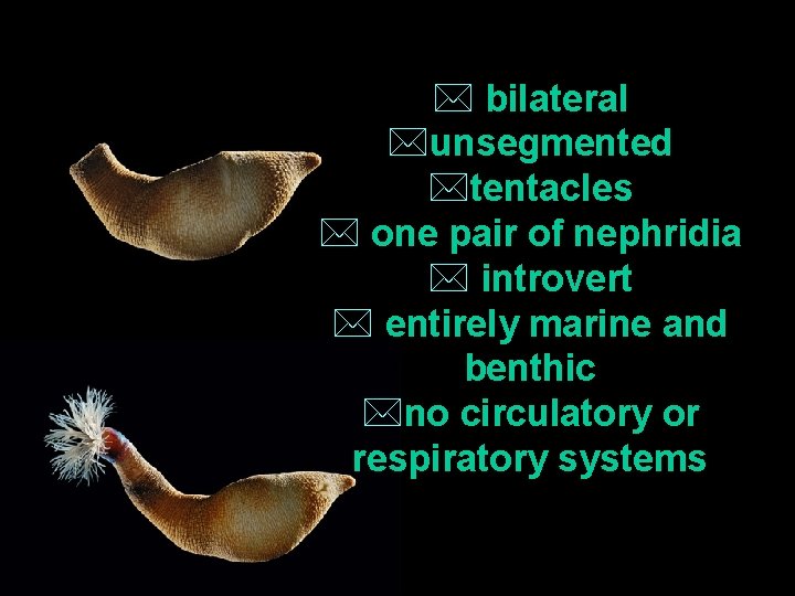 * bilateral *unsegmented *tentacles * one pair of nephridia * introvert * entirely marine