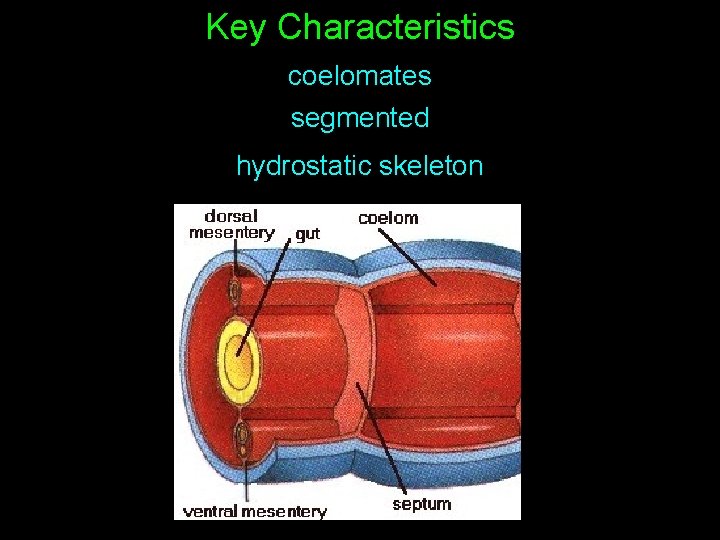 Key Characteristics coelomates segmented hydrostatic skeleton 