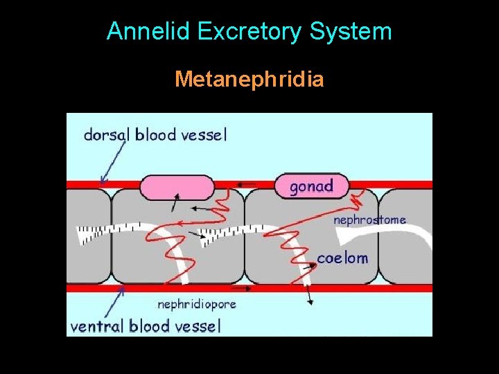 Annelid Excretory System Metanephridia 