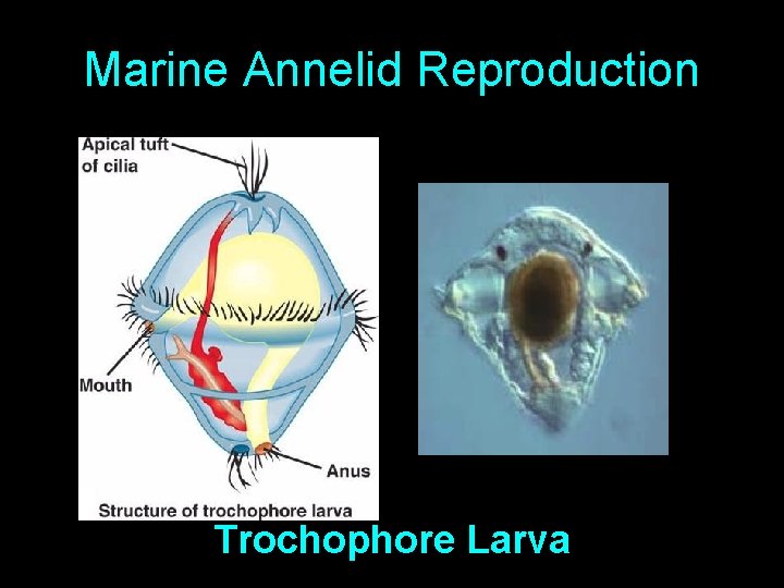Marine Annelid Reproduction Trochophore Larva 