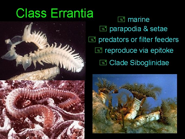 Class Errantia + marine + parapodia & setae + predators or filter feeders +