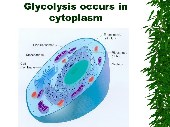Glycolysis occurs in cytoplasm 