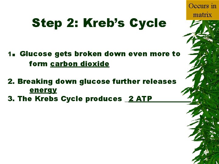 Step 2: Kreb’s Cycle 1 . Glucose gets broken down even more to form