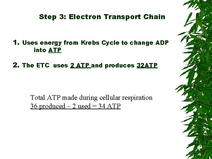 Step 3: Electron Transport Chain 1. Uses energy from Krebs Cycle to change ADP