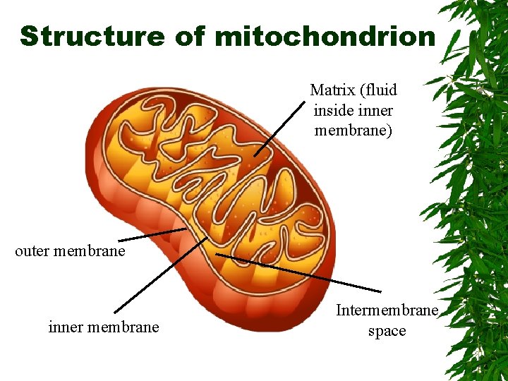 Structure of mitochondrion Matrix (fluid inside inner membrane) outer membrane inner membrane Intermembrane space