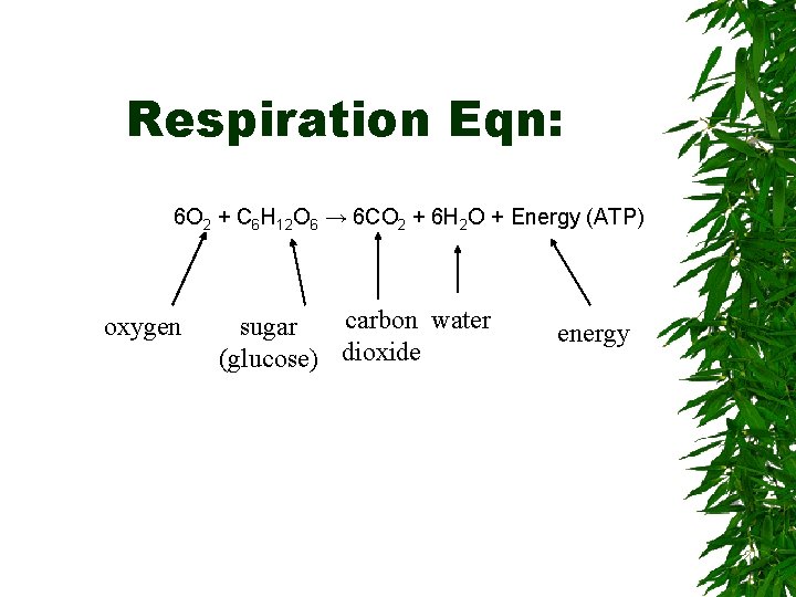 Respiration Eqn: 6 O 2 + C 6 H 12 O 6 → 6