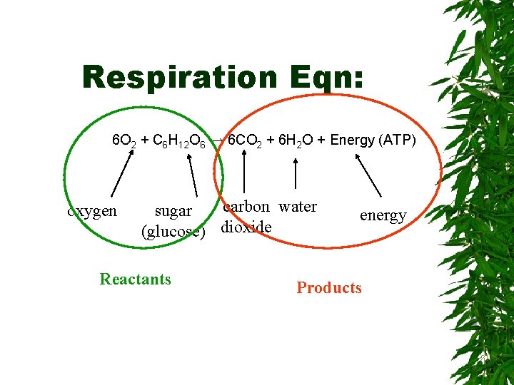 Respiration Eqn: 6 O 2 + C 6 H 12 O 6 → 6